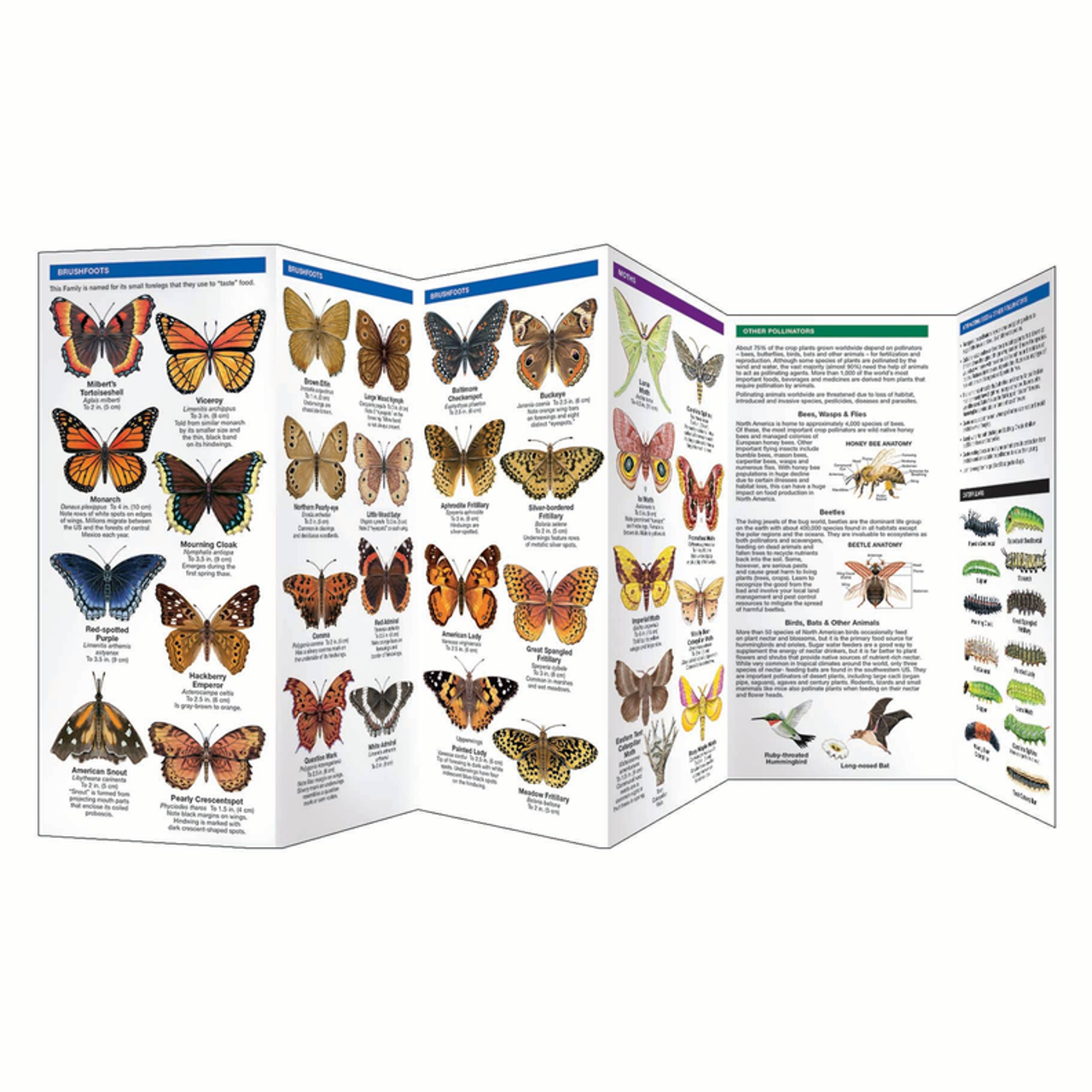 Pennsylvania Butterflies & Pollinators