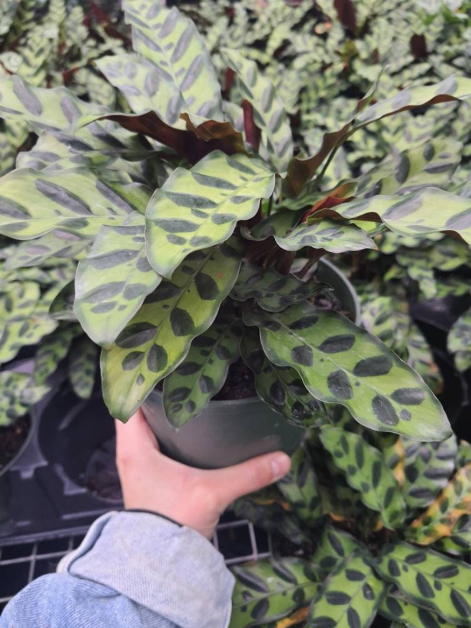 Rattlesnake Plant, Calathea Lancifolia, Live House Plant 6" Planter - 159000187