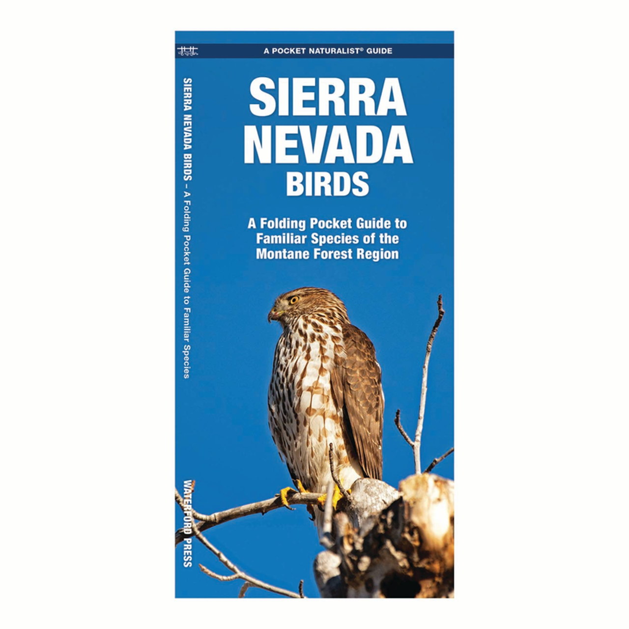 Sierra Nevada Birds