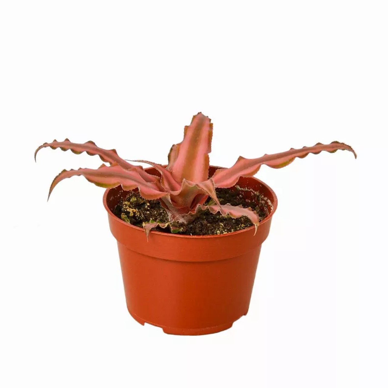 Cryptanthus 'Pink Star'