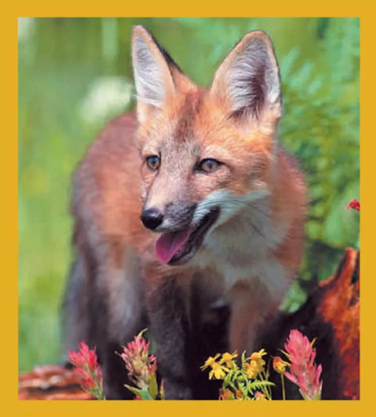 Red Fox - Magnetic Bookmark