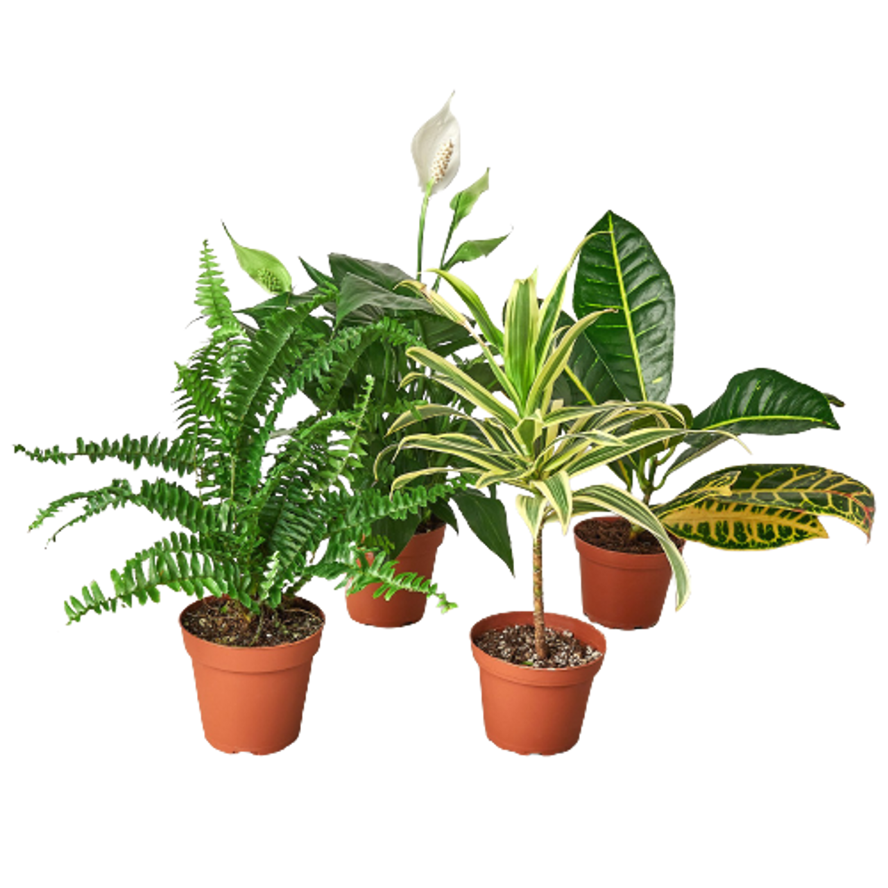 Air Purifying Variety Bundle - BUNDLE_AIR-PURIFYING_4IN