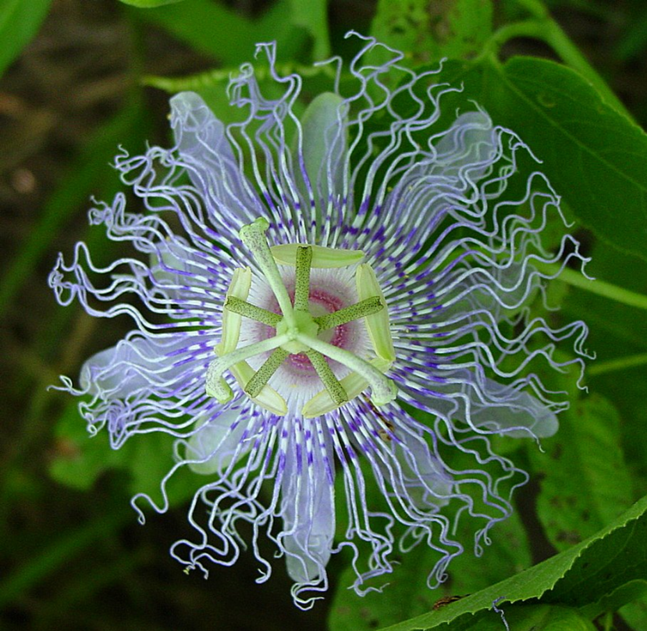 Passion Flower - Mood Anxiety Stress Sedative & Pain Support* - The Petz Kitchen - PETZPASS2OZSHAKER