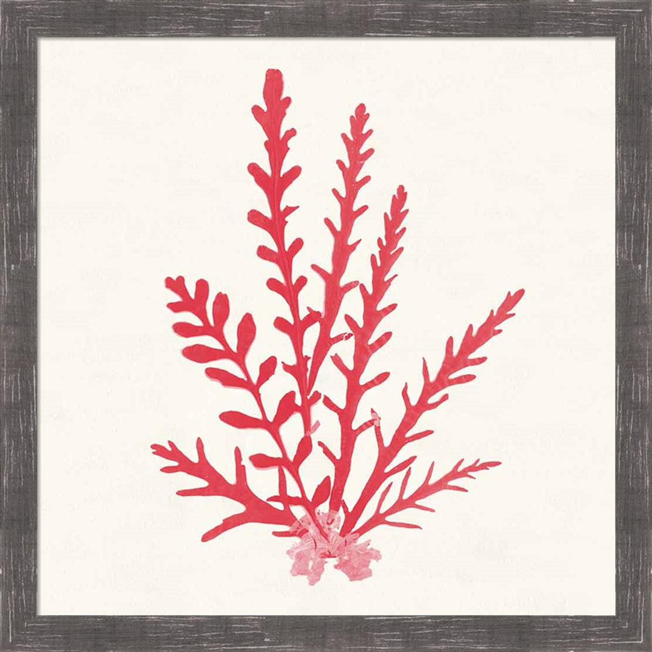 Pacific Sea Mosses III Red by Wild Apple Portfolio, Framed Wall Art