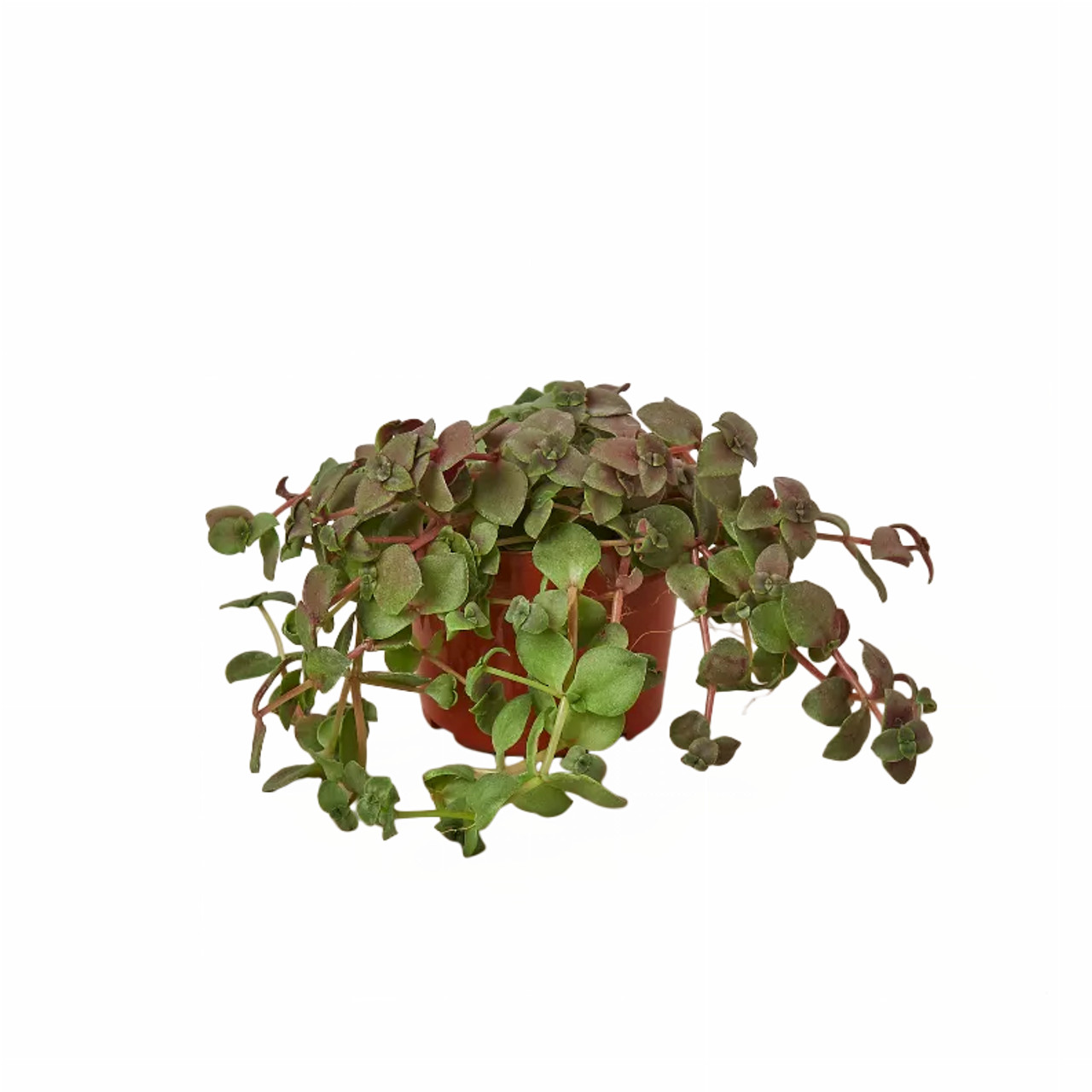 Bolivian Wandering Jew