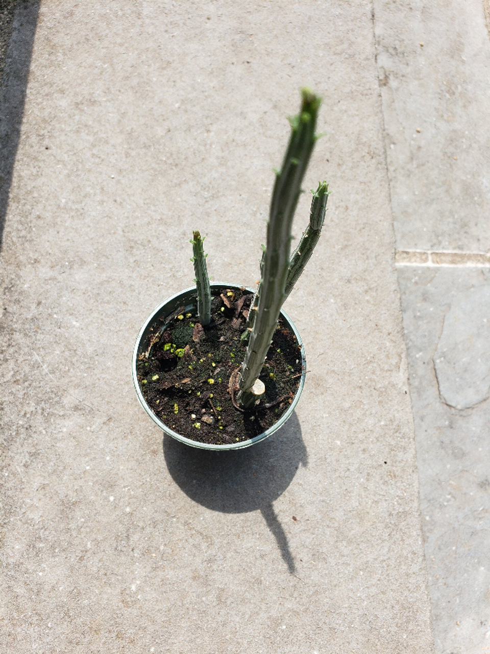 Senecio Stapeliformis Cactus Plant House Plant - 159000084