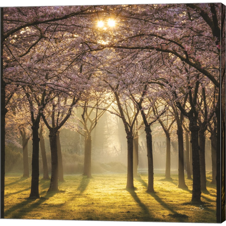 Cherry Trees in Morning Light II by Martin Podt, Canvas Art