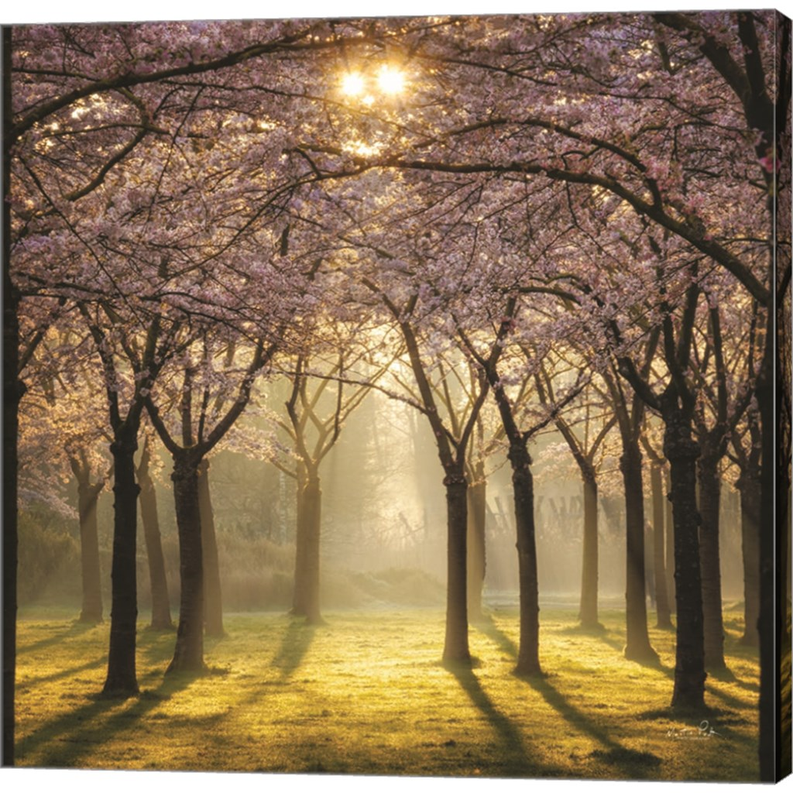 Cherry Trees in Morning Light II by Martin Podt, Canvas Art - C1084944-0240000-AAAACMA
