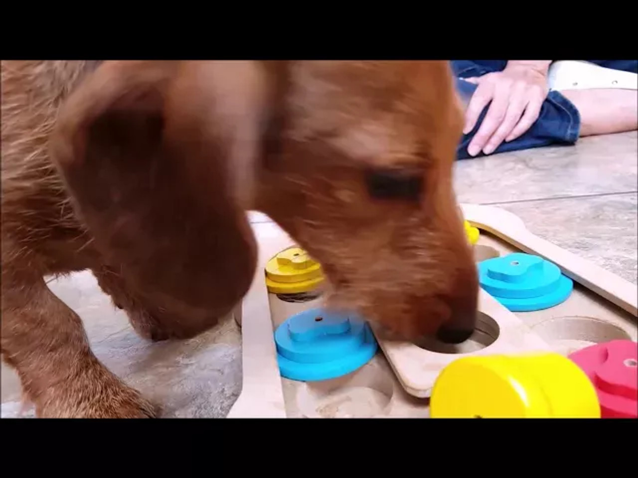 Brainiac  Interactive Pet Toy