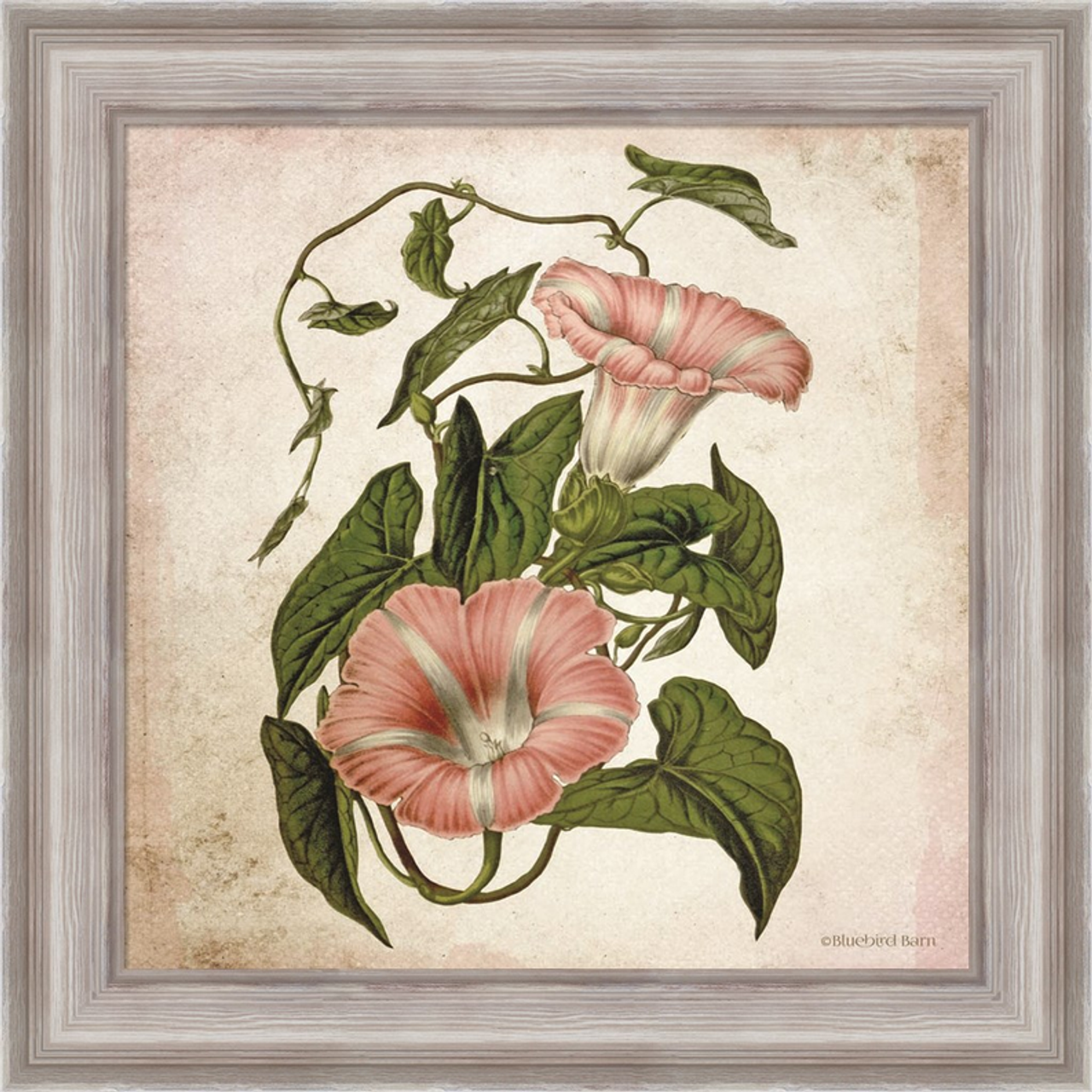 Vintage Trumpet Vine by Bluebird Barn, Framed Wall Art