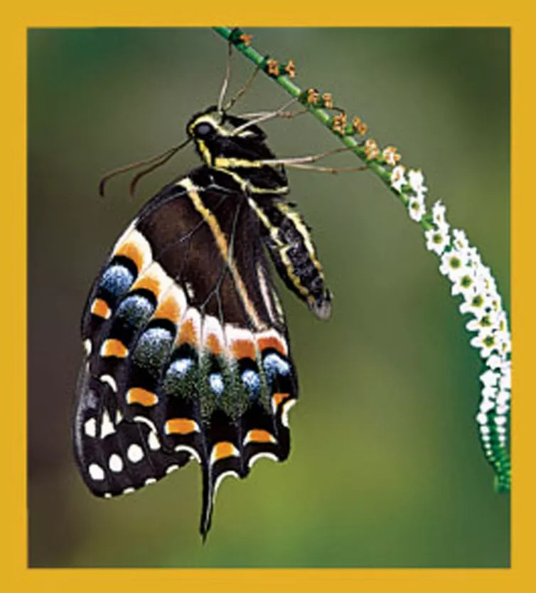 Butterfly - Magnetic Bookmark - 06175PalamedesSwallowtailButterfly