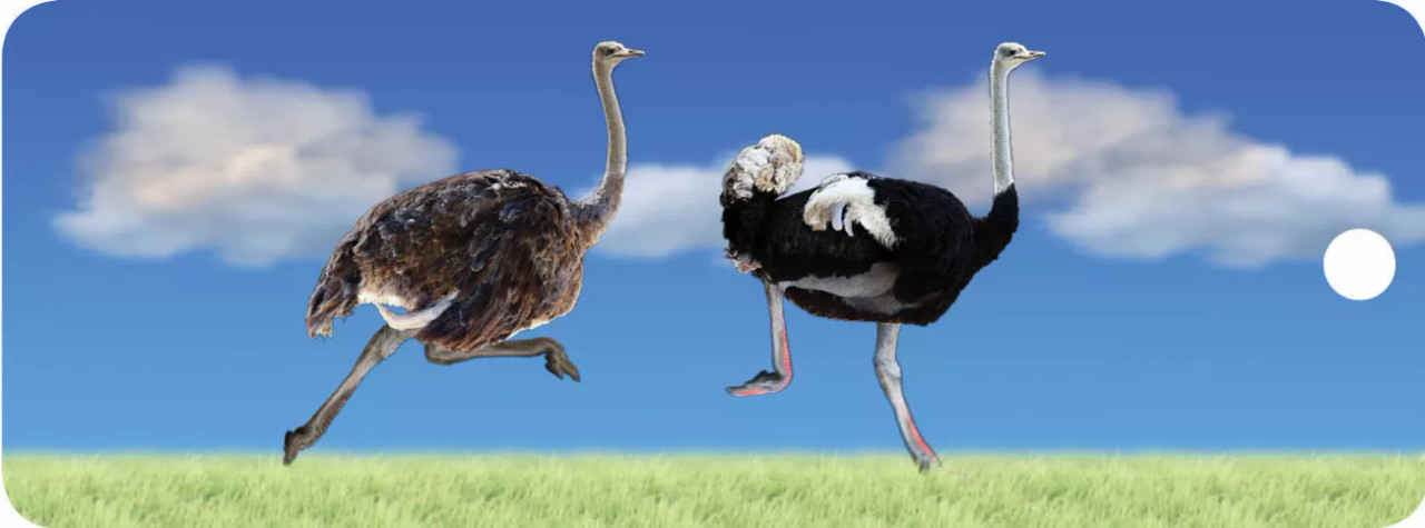 Ostriches - Motion Bookmark