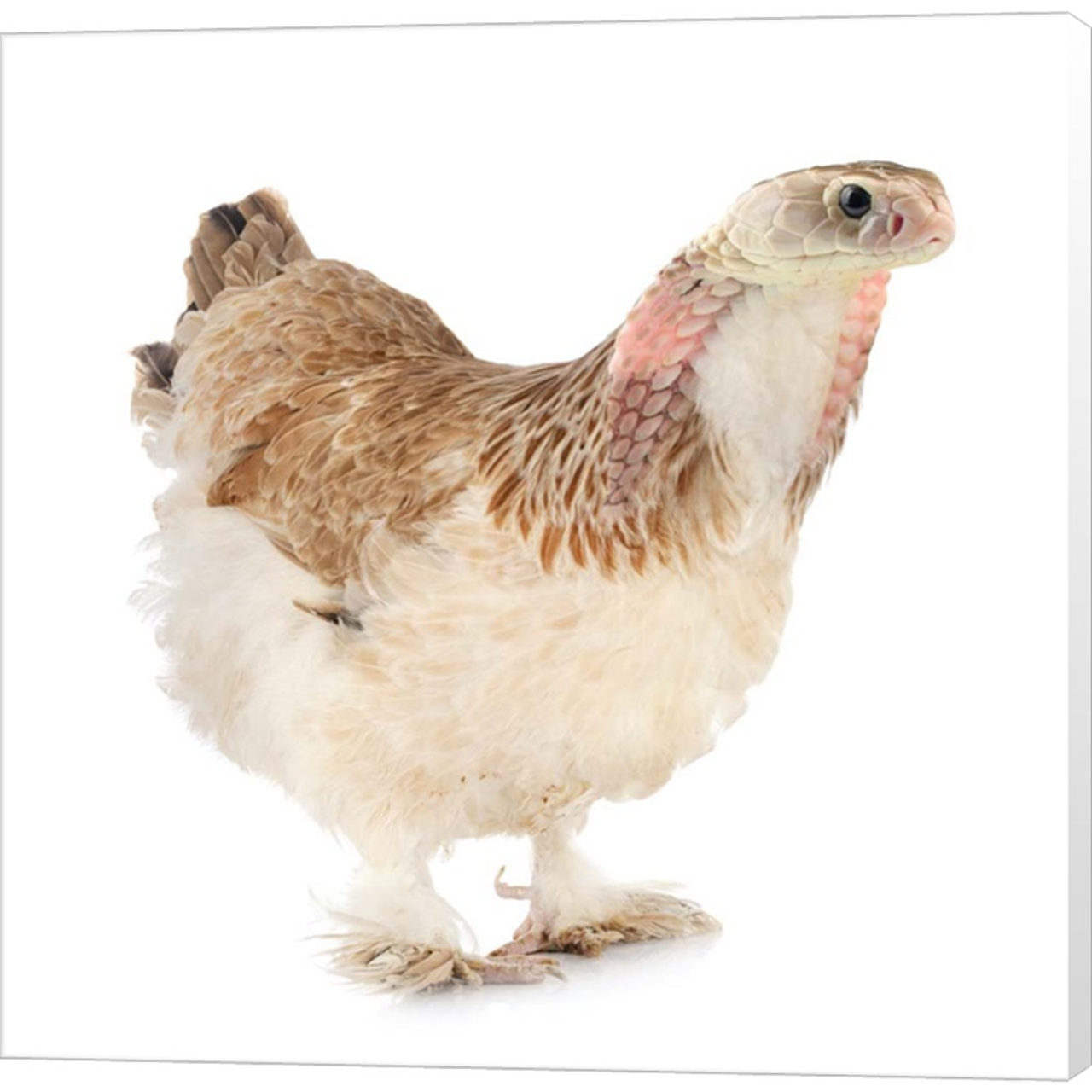 Cobrachicken by Pixelmated Animals, Canvas Art