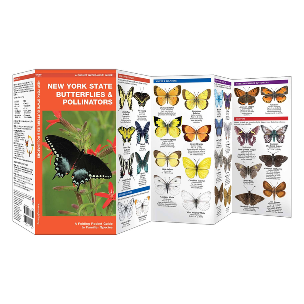 New York State Butterflies & Pollinators