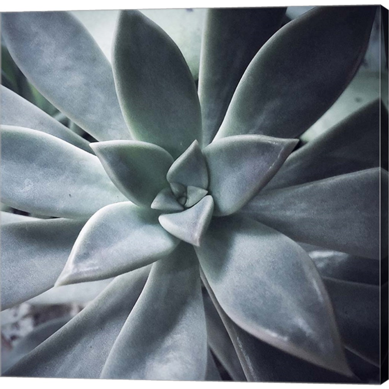 A Succulent Life by Jessica Manelis, Canvas Art - C1070079-0240000-AAAACMA