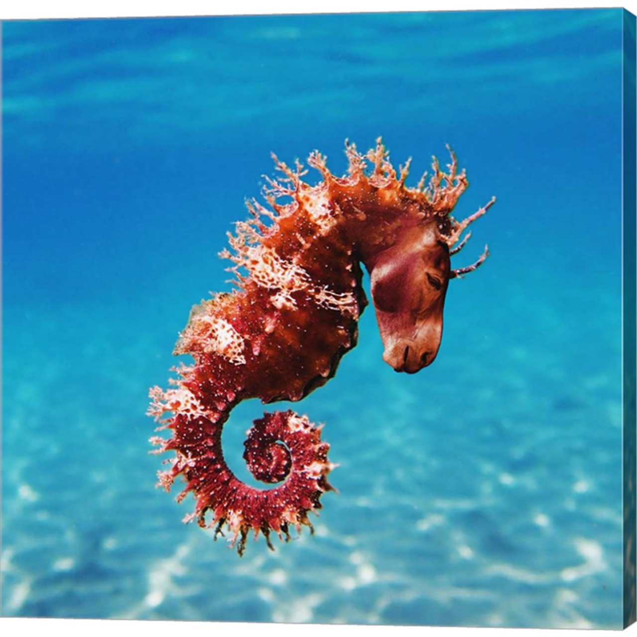 Seahorse by Pixelmated Animals, Canvas Art