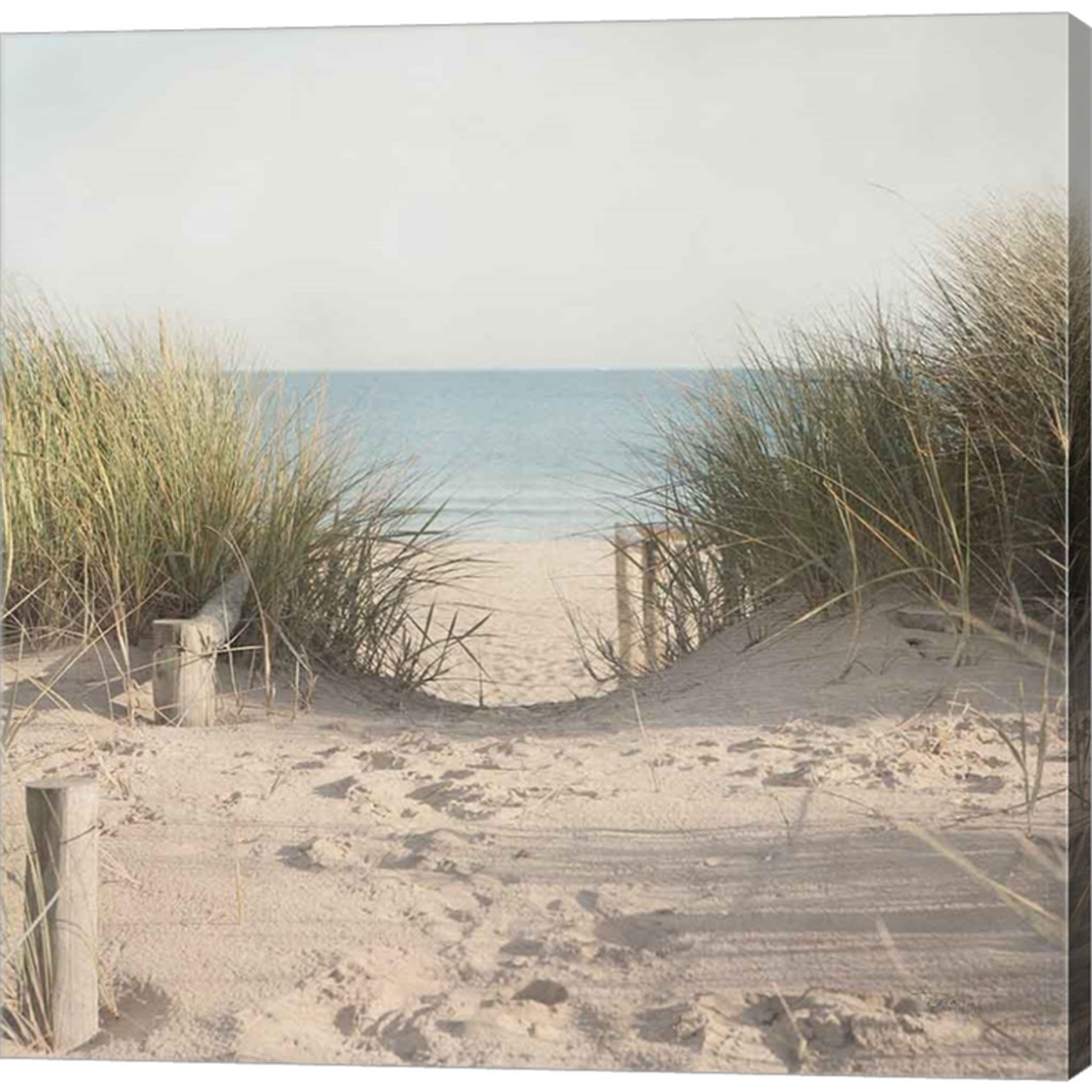 Beach Grasses by Pela Studio, Canvas Art - C1084701-0240000-AAAACMA