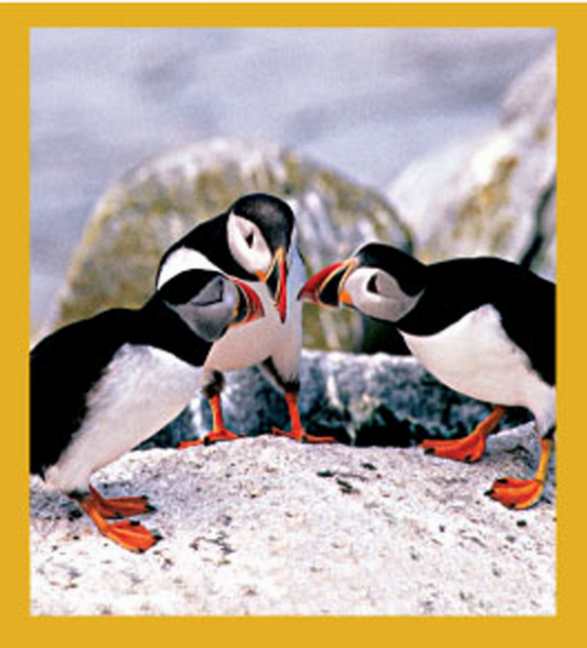 Puffin's Chat - Magnetic Bookmark