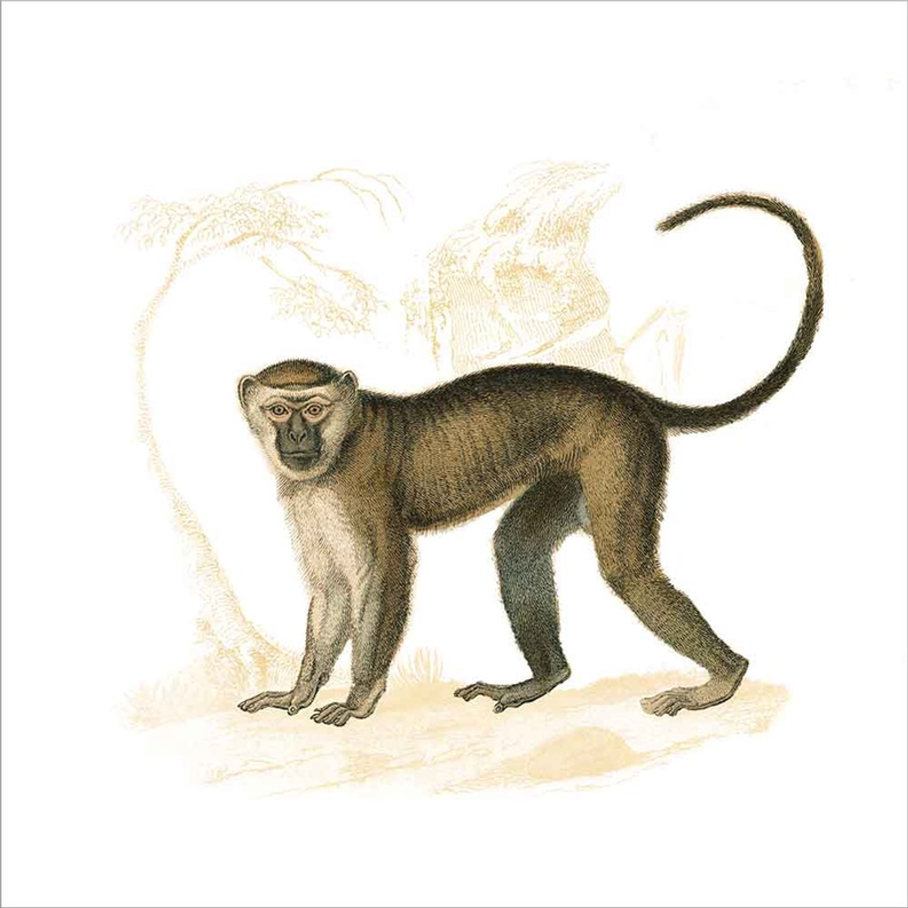 Golden Monkey by Wild Apple Portfolio, Canvas Art - C1087635-0240000-ACAAAMA