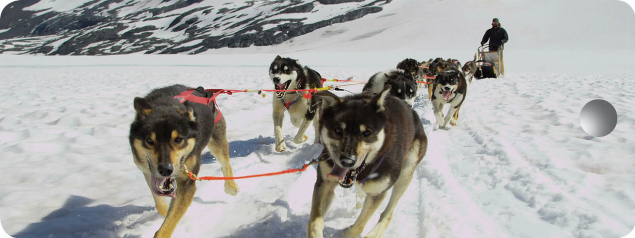 Dog Sled - Motion Bookmark