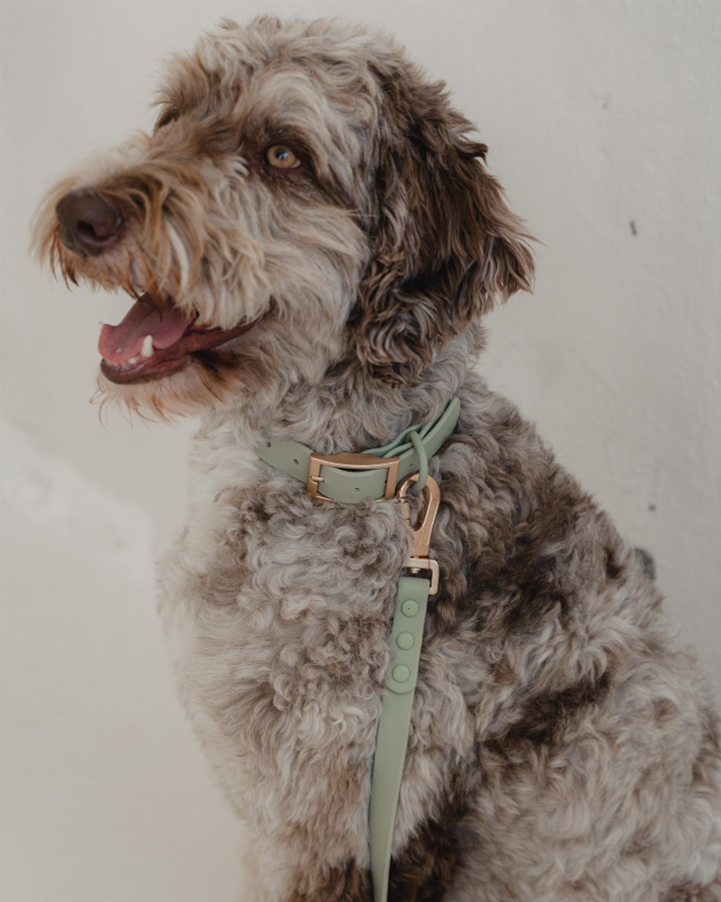 Waterproof Dog Collar - DP-137