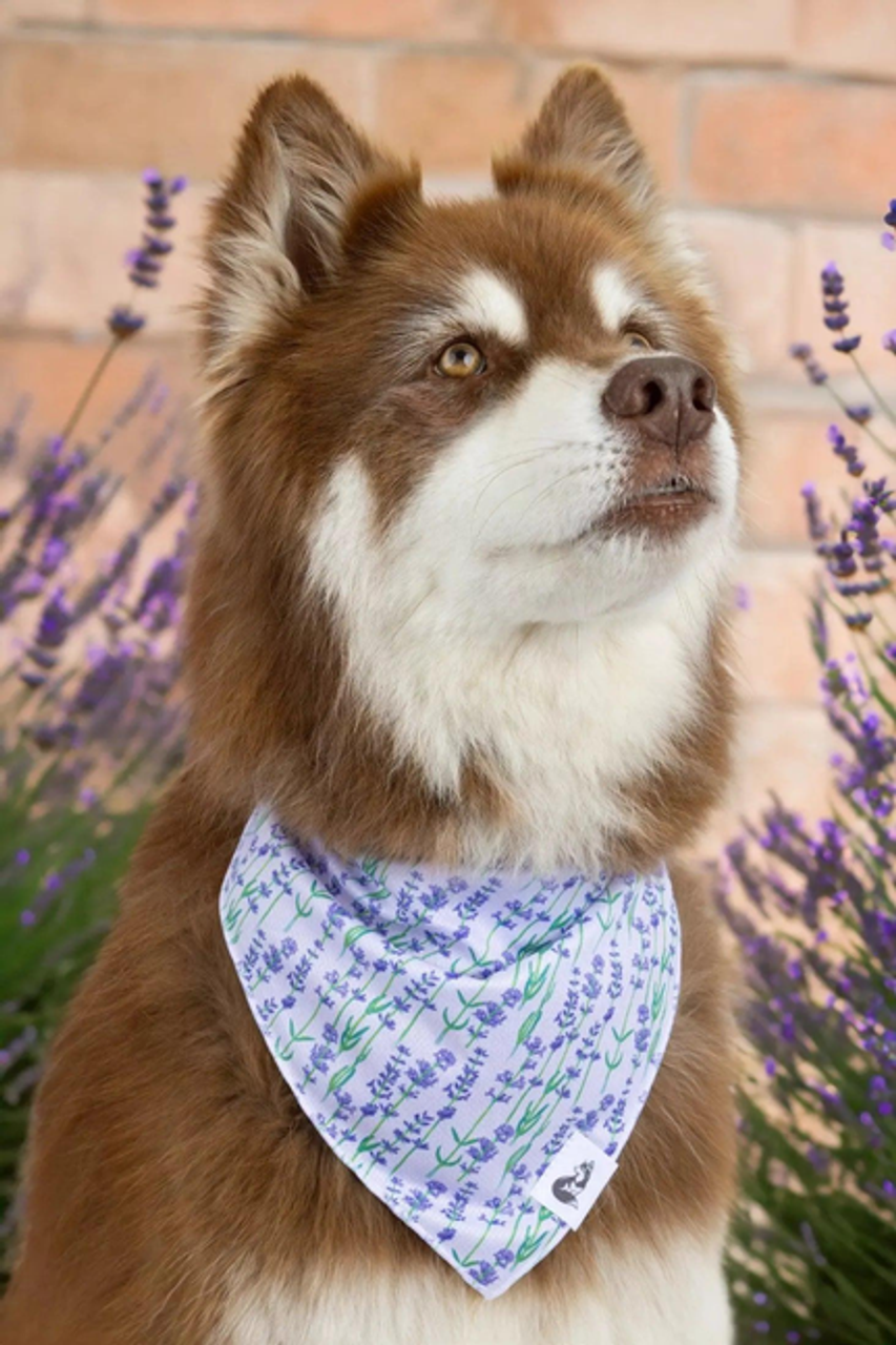 Lavender Blooms Dog Bandana - aria0051
