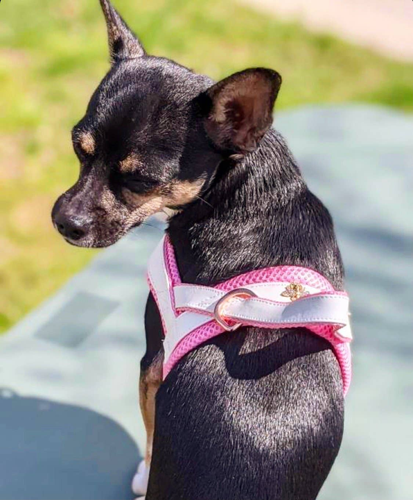 My Baby Girl Collar, Bow Tie, Leash Dog Set - PuccissimePet000442