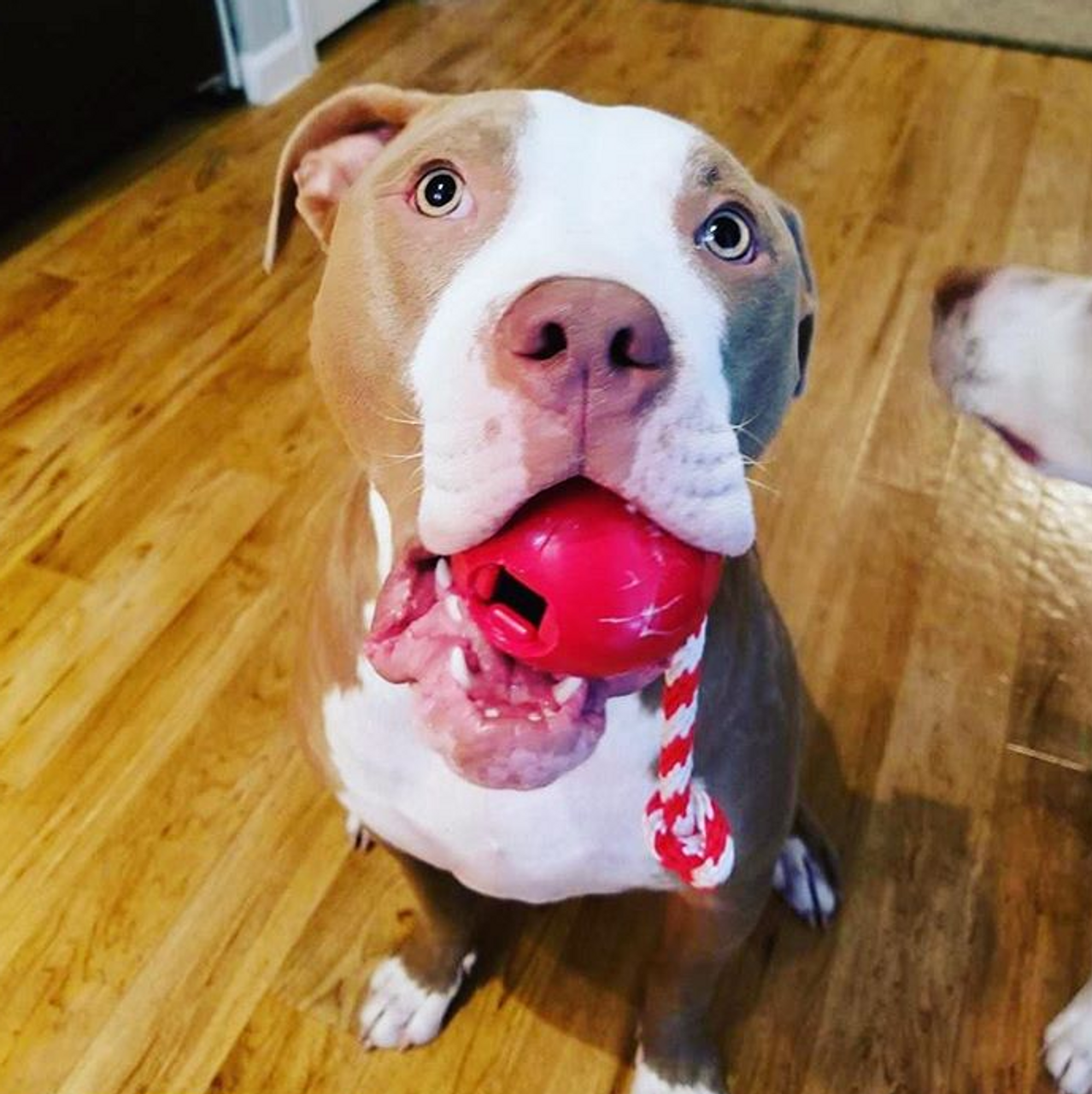 USA-K9 Cherry Bomb Durable Rubber Chew Toy, Treat Dispenser, Reward Toy, Tug Toy, and Retrieving Toy - S000056B000345P000021V000