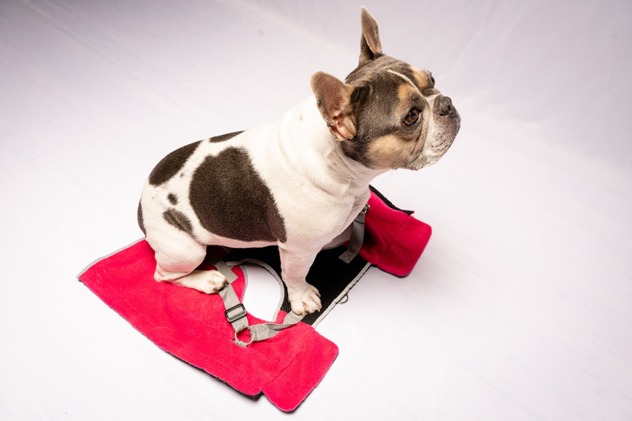 2-in-1 Travel Dog Vest With Built In Harness - S001811B002761P000069V001