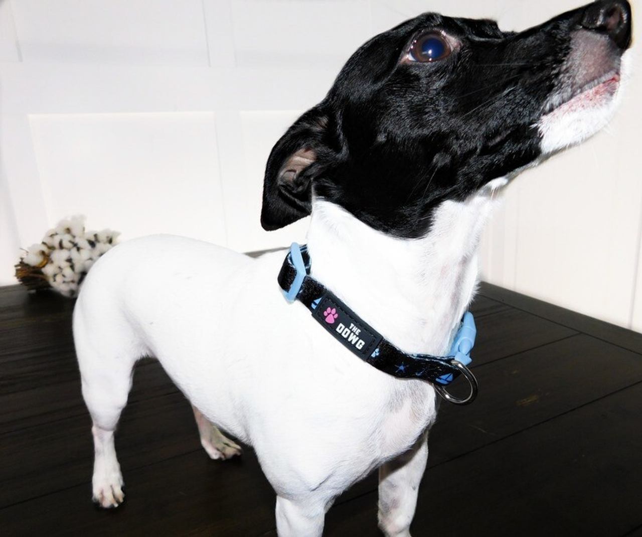 The Dowg Dog Collar - SAILS_COLL-1