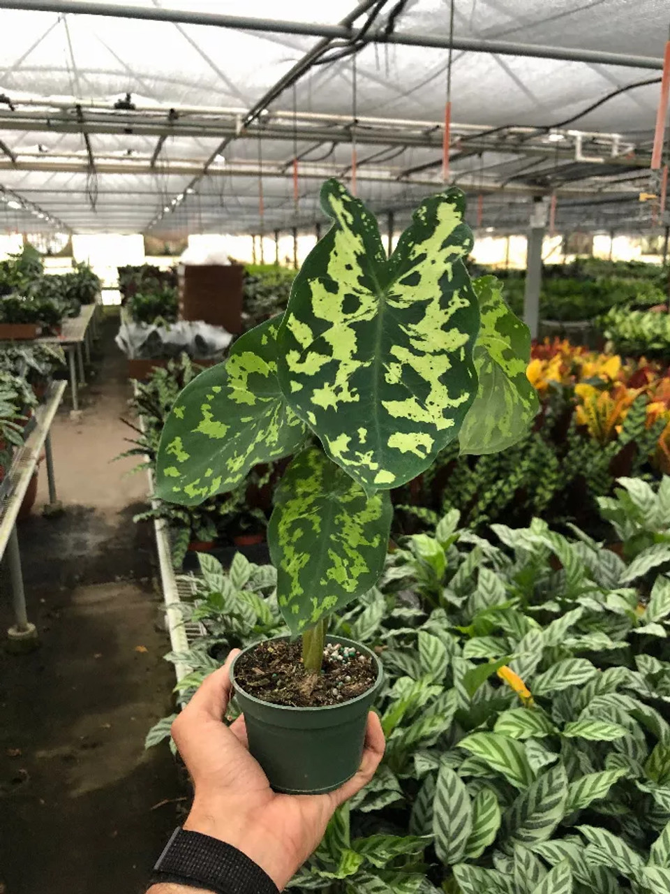 Alocasia 'Hilo Beauty'