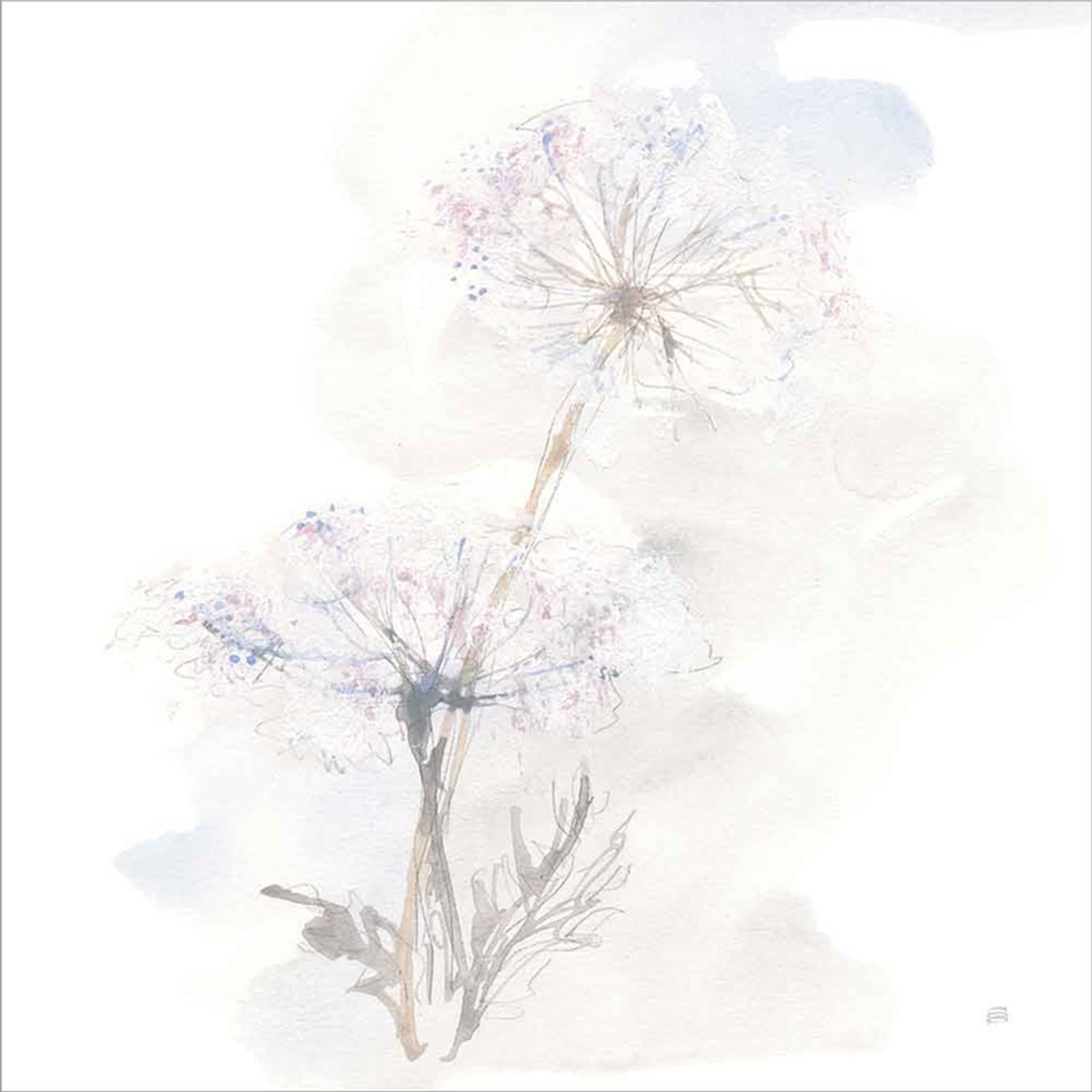 Queen Annes Lace III by Chris Paschke, Framed Art