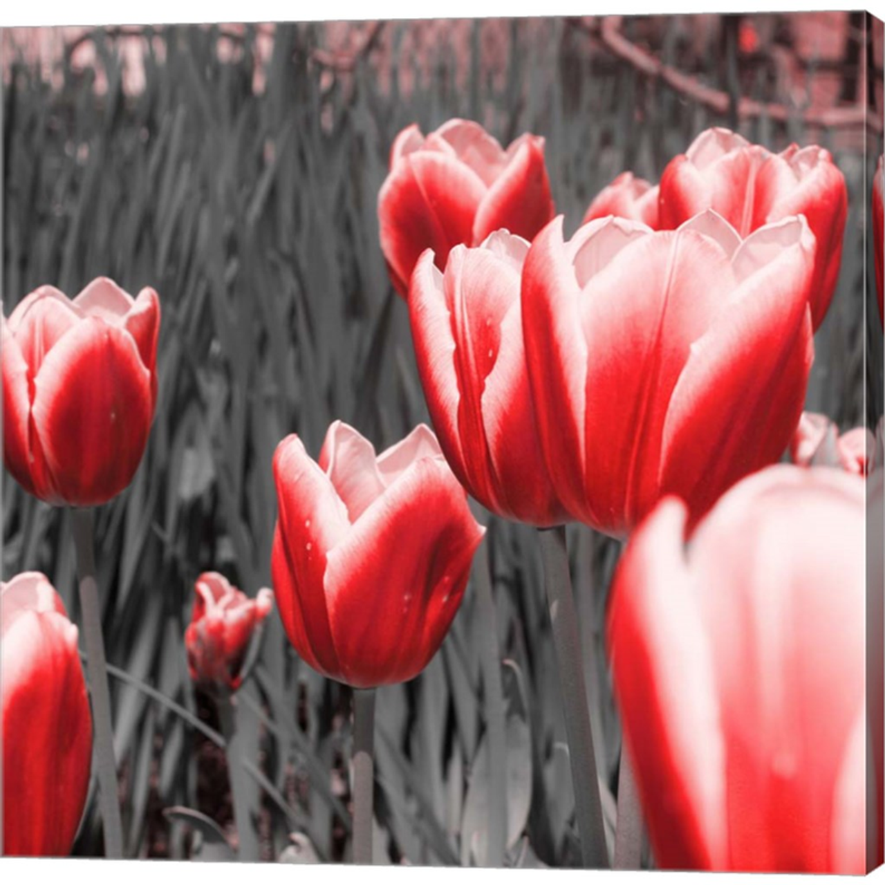 Red Tulips I by Emily Navas, Canvas Art - C1072207-0240000-AAAACMA