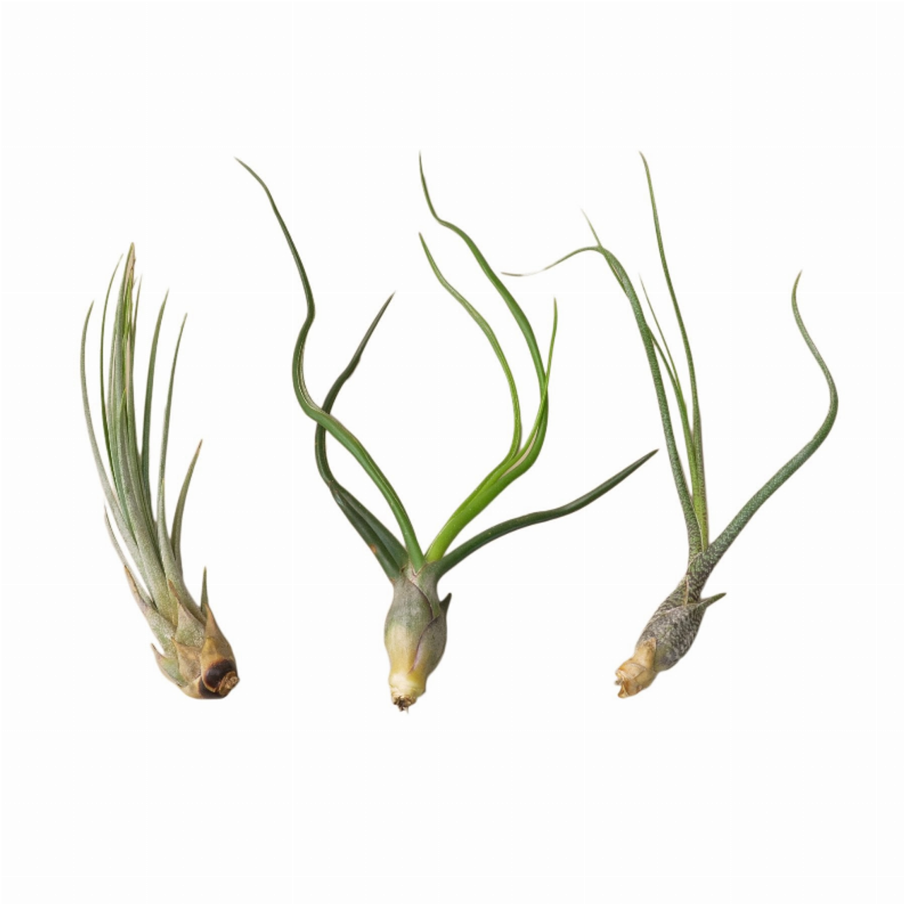 3 Large Tillandsia Air Plant Variety Pack