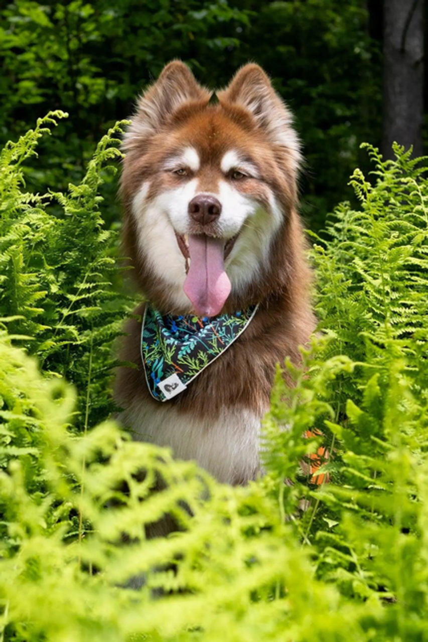 Magical Fern Forest Dog Bandana - S002668B002900P000044V001