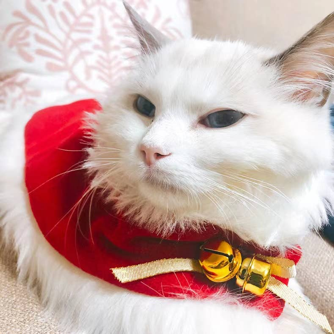 Merry Christmas Pets Beautiful Clothes - 171000039464