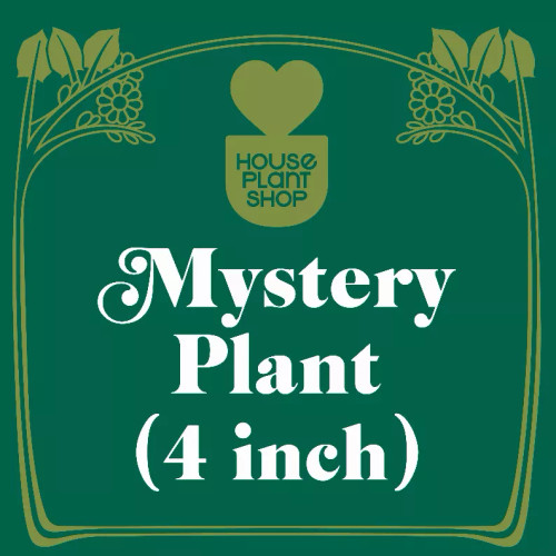 Mystery Pet-Friendly House Plant - 4_MYSTERY_PET-FRIENDLY_A-GRADE