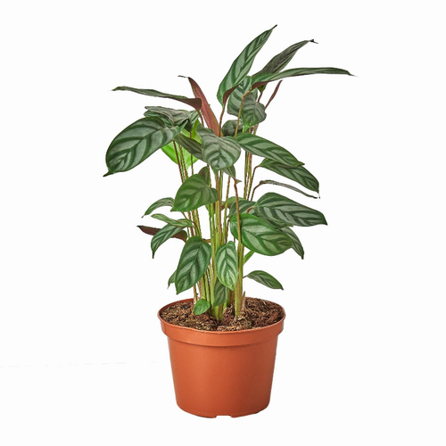 Calathea 'Grey Star' - 4_CALATHEA_GREY-STAR Calathea 'Grey Star' - 4_CALATHEA_GREY-STAR