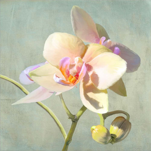 Jewel Orchids II by Luca Villa, Framed Art
