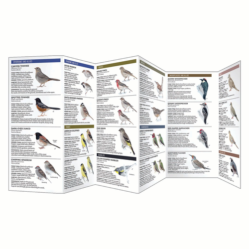 Feeder Birds of the Southwest