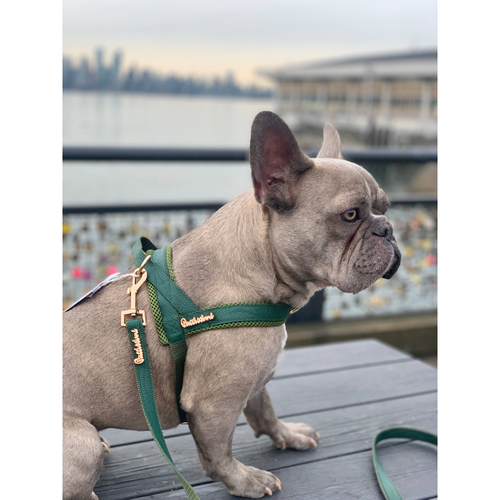 Jade Collar, Leash & Bow tie set - PuccissimePet000167