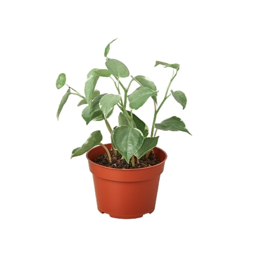 Peperomia 'Cupid' - 4" Pot Peperomia 'Cupid' - 4" Pot