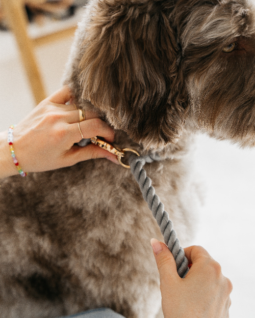 Cotton Rope Dog Leash - DP-051 Cotton Rope Dog Leash - DP-051