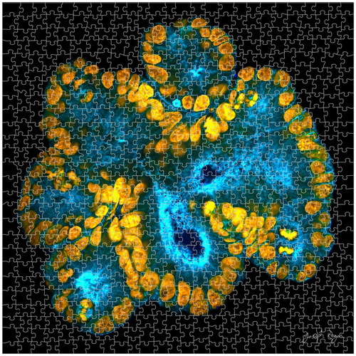 Water Lily - Premium Puzzle Water Lily - Premium Puzzle