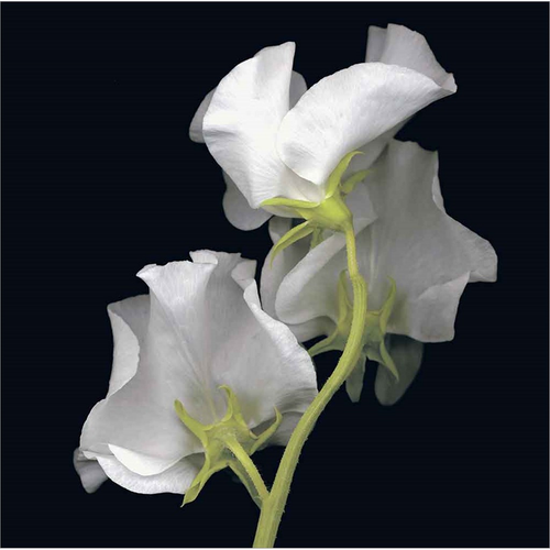 Sweet Pea by Andrew Levine, Framed Art