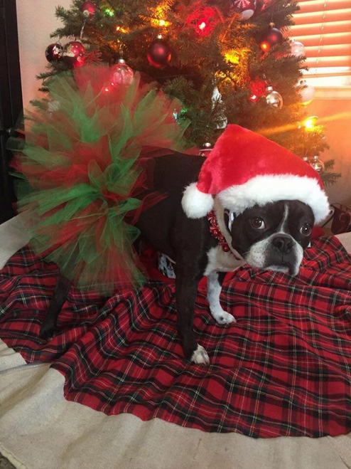 Red and Green Christmas Dog Tutu Skirt (Small)