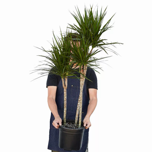 Dracaena 'Marginata Cane'