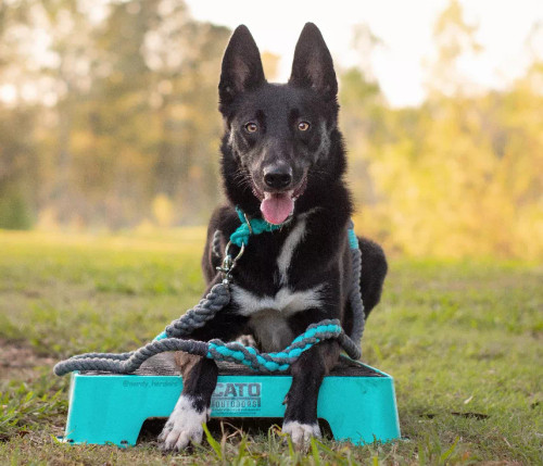 Rope Dog Leash - S001014B001746P000013V027