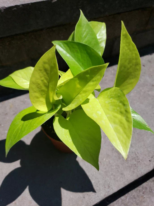 Neon Pothos House Plant Leafy House Plant Neon Pothos House Plant Leafy House Plant