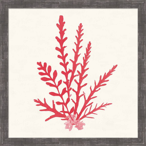 Pacific Sea Mosses III Red by Wild Apple Portfolio, Framed Wall Art